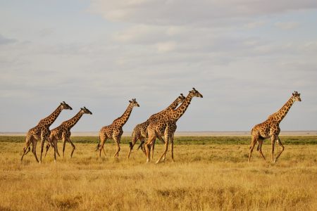 Kenya-Tanzania